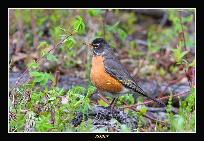 Chubby Robin